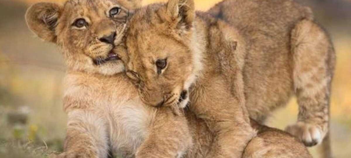 දෙහිවල උපත ලැබූ සිංහ පැටවු මහජන ප්‍රදර්ශනයට