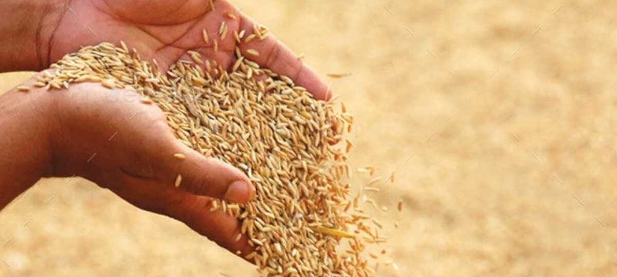 වී සඳහා රජයේ සහතික මිල ප්‍රකාශයට පත් කරයි