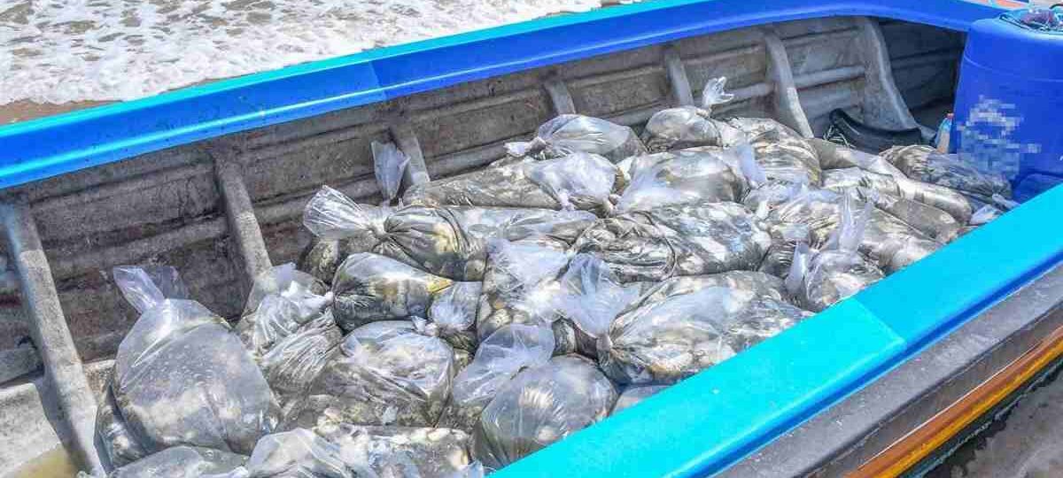 මුහුදු කූඩැල්ලන් ජාවාරමක් – සැකකරුවන් 26ක් කොටු වෙයි